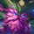 Ornn Ornn